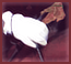 Ce forum est verrouillé, vous ne pouvez pas poster, ni répondre, ni éditer les sujets. Ce forum est verrouillé, vous ne pouvez pas poster, ni répondre, ni éditer les sujets.